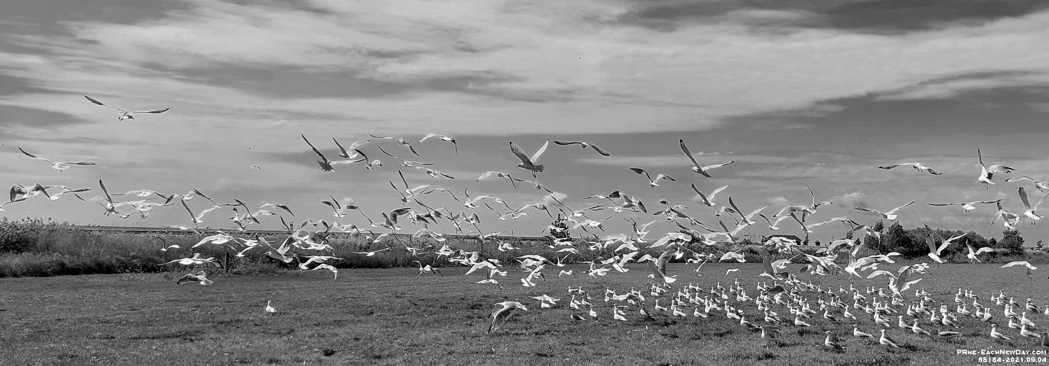 65184RoCrBw - Chasing Seagulls in Port Stanley on the way home from Larry - Susan's